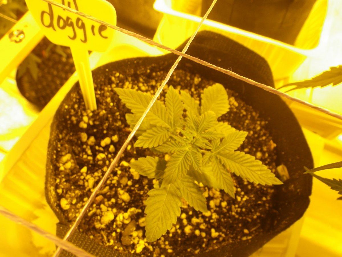 New tent 028
