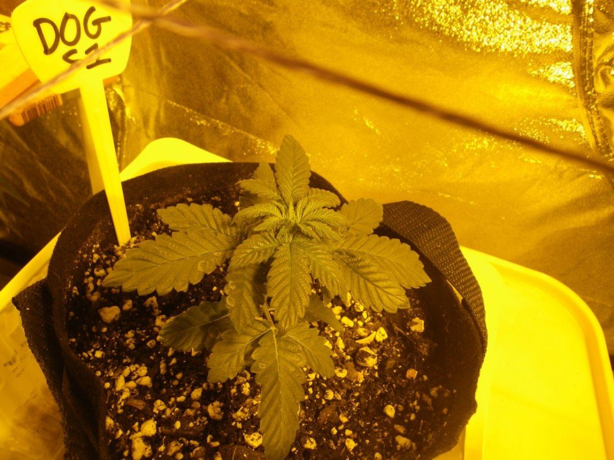 New tent 029