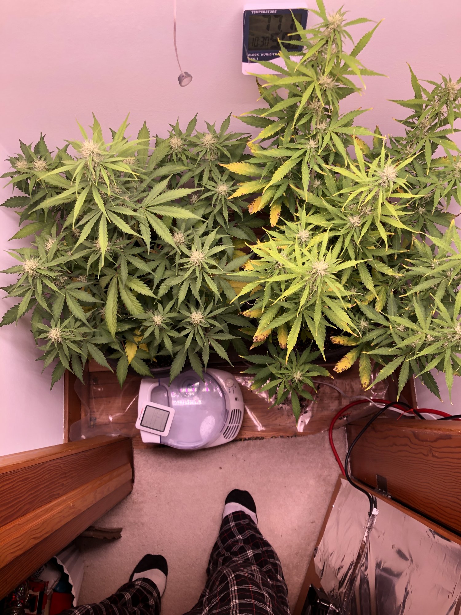 New thc farmer to the forumcheck out pics need help 3