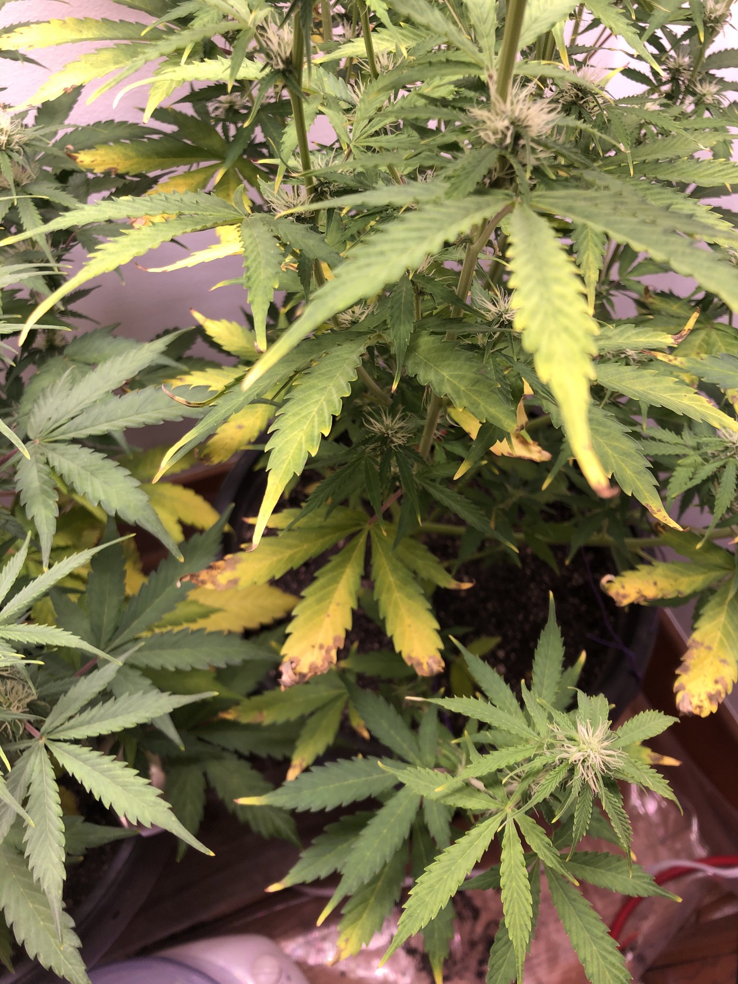 New thc farmer to the forumcheck out pics need help 4