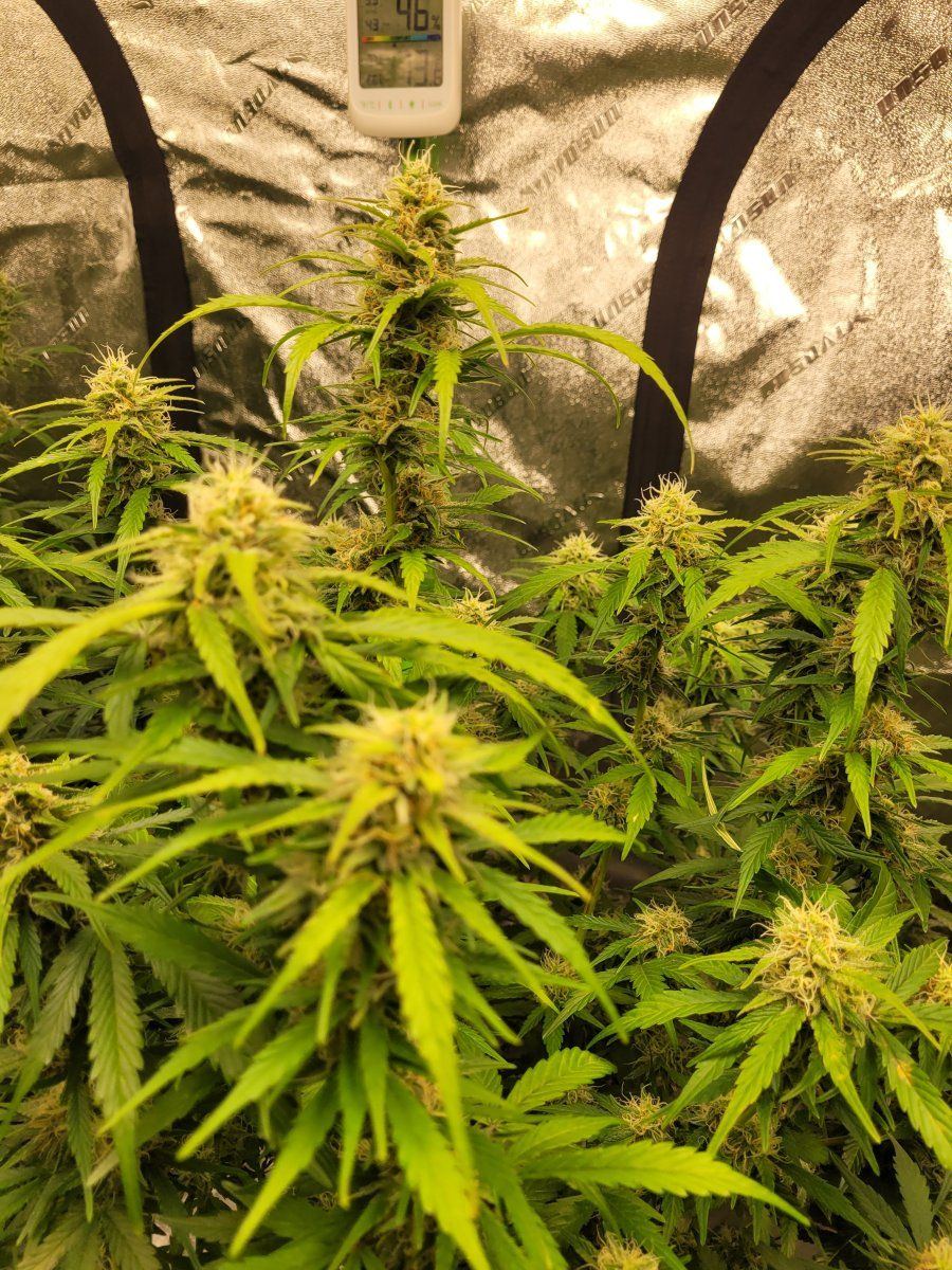 New thcfarmer member here just posting to say hi and show my grow