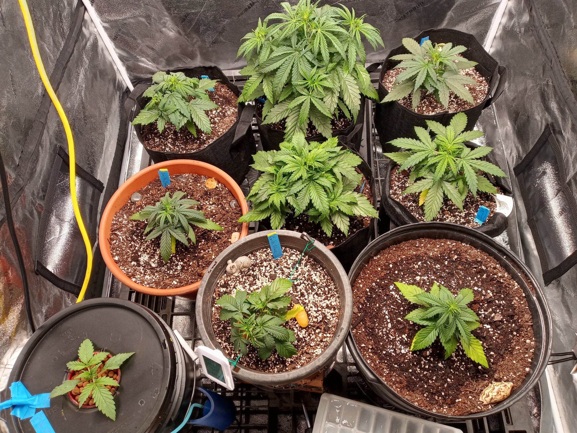 New to autos indoor and dwc trying a lil of each lolhows my grow 14