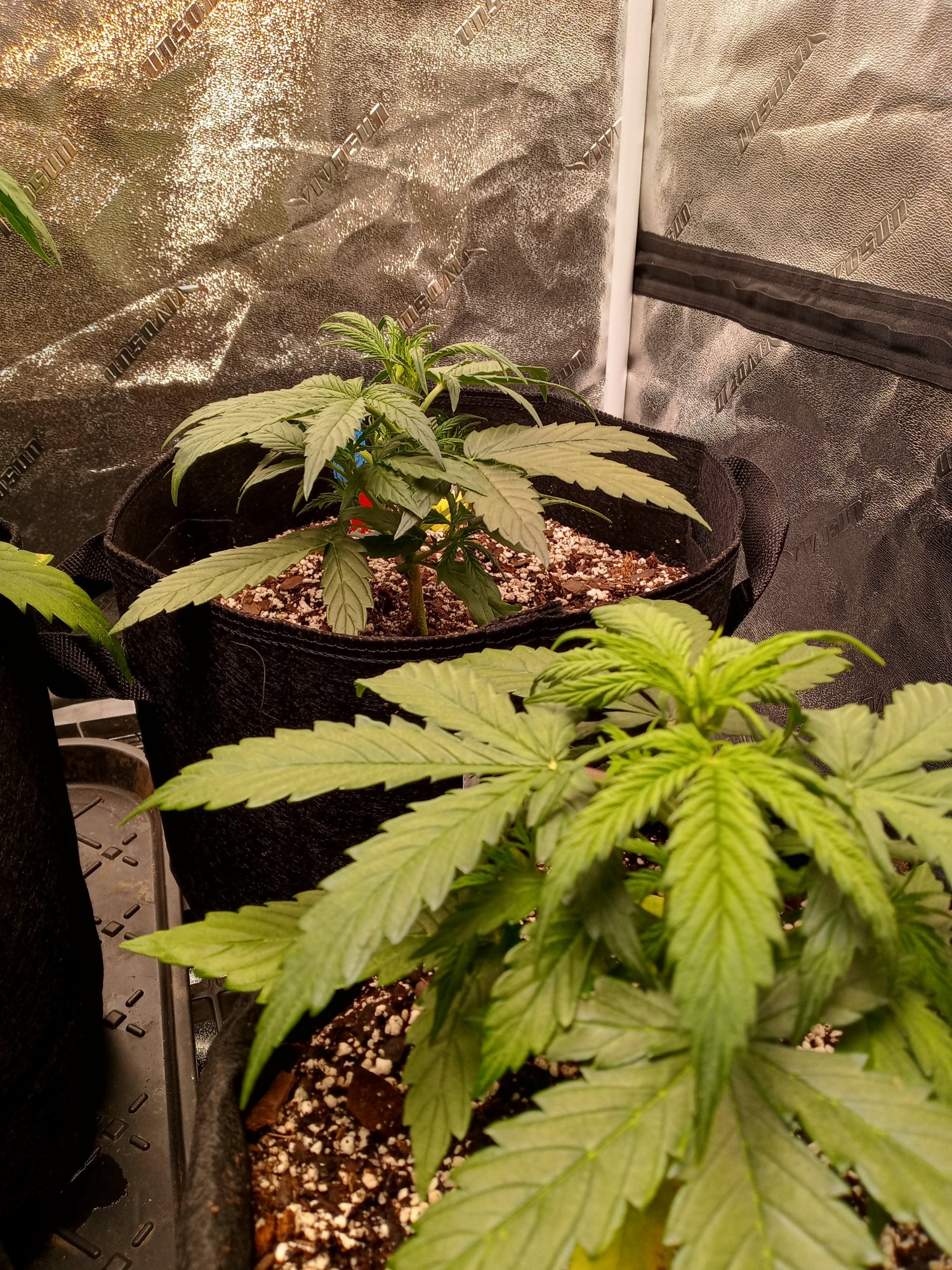 New to autos indoor and dwc trying a lil of each lolhows my grow 15