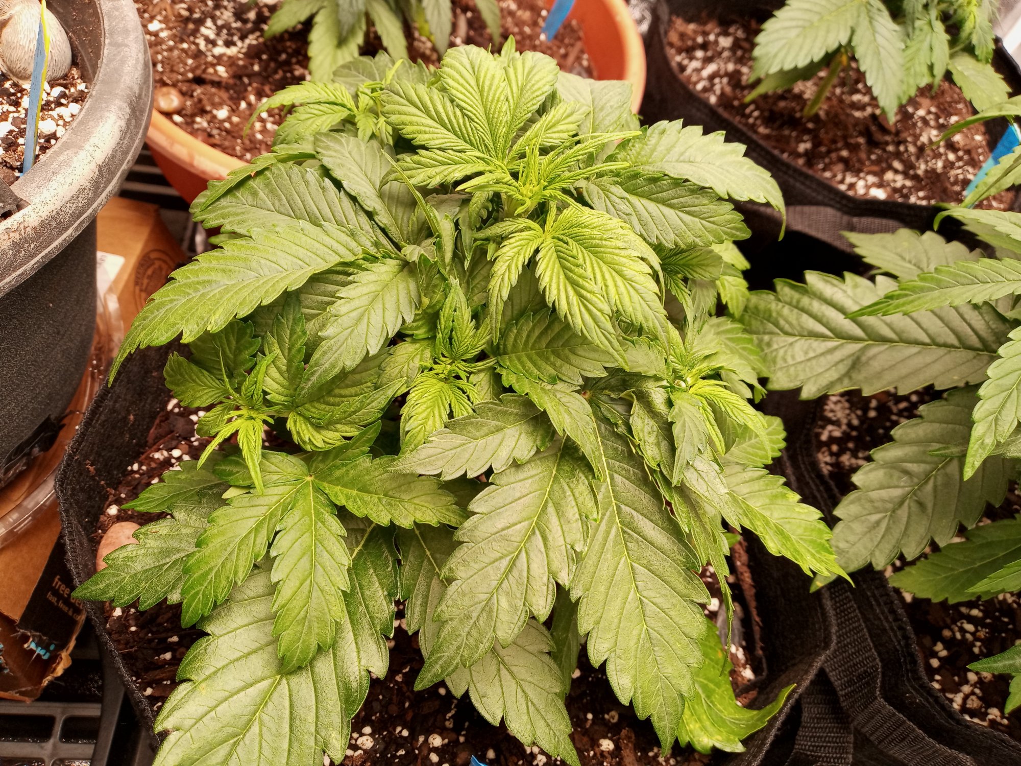 New to autos indoor and dwc trying a lil of each lolhows my grow 2