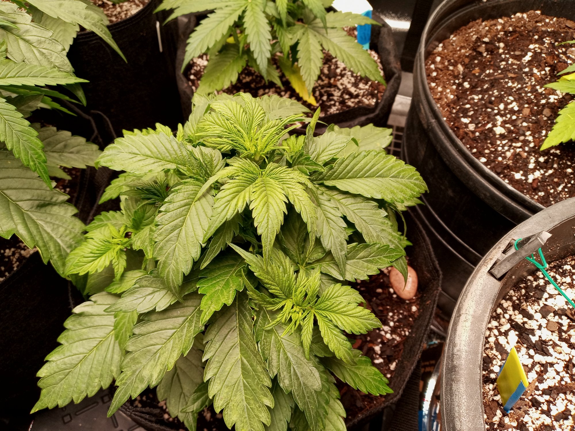 New to autos indoor and dwc trying a lil of each lolhows my grow 3