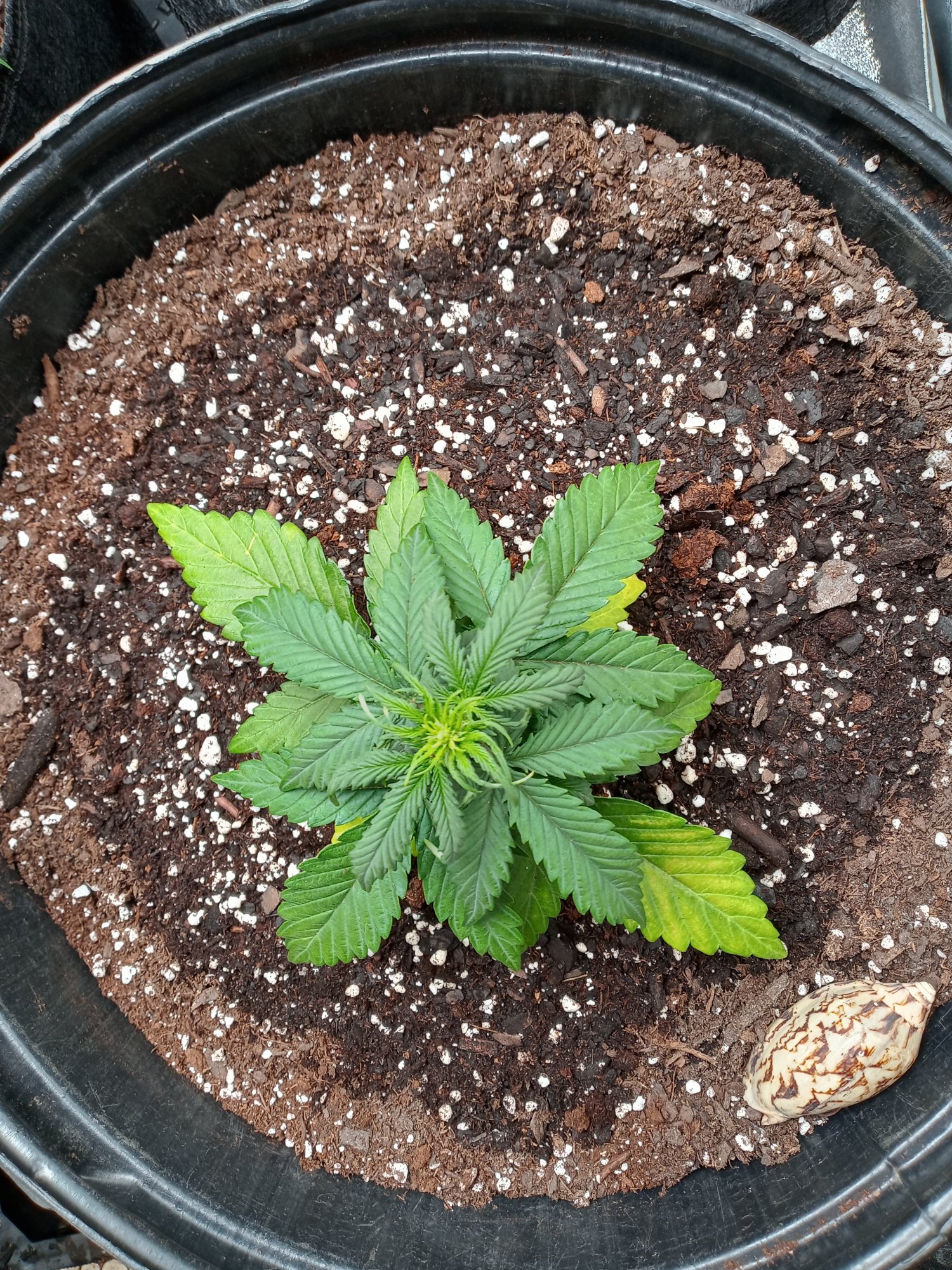 New to autos indoor and dwc trying a lil of each lolhows my grow 9