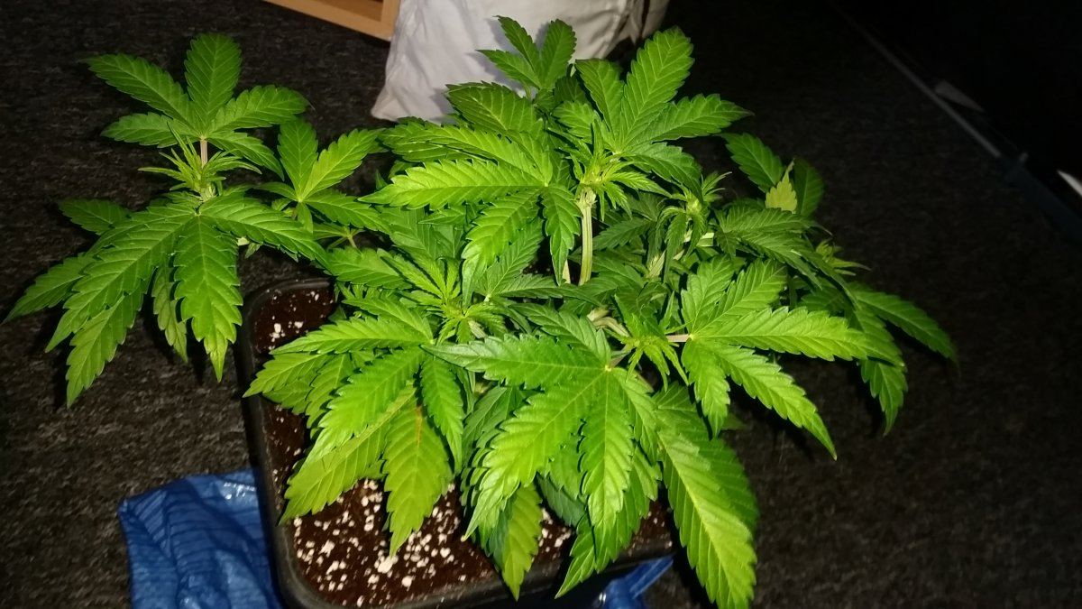 New to coco and need some help 4