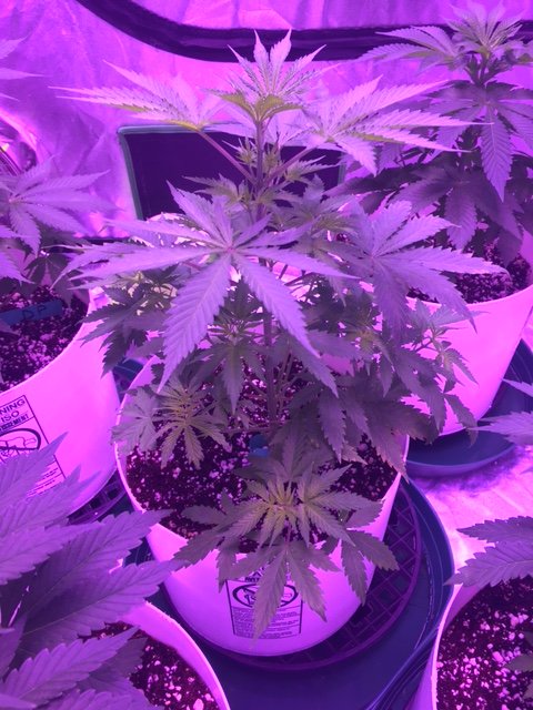 New to coco coir and prob with one sativa plant 3
