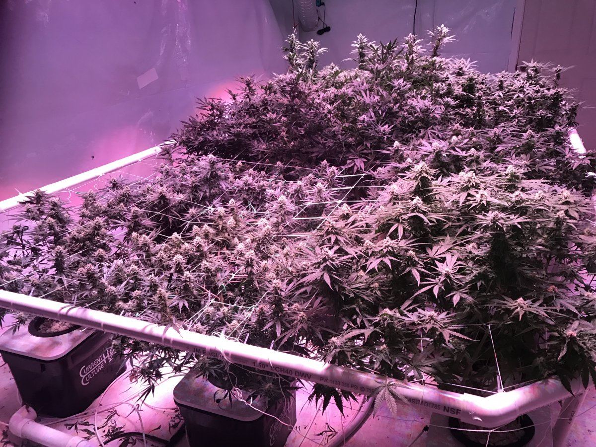 New to forum 4th grow with uc and 5500w kind led 2