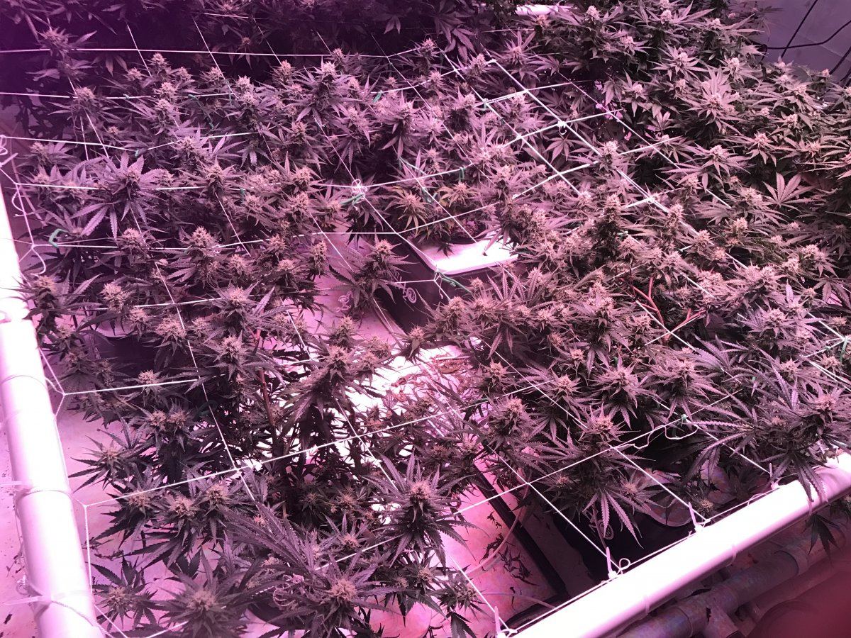 New to forum 4th grow with uc and 5500w kind led 3