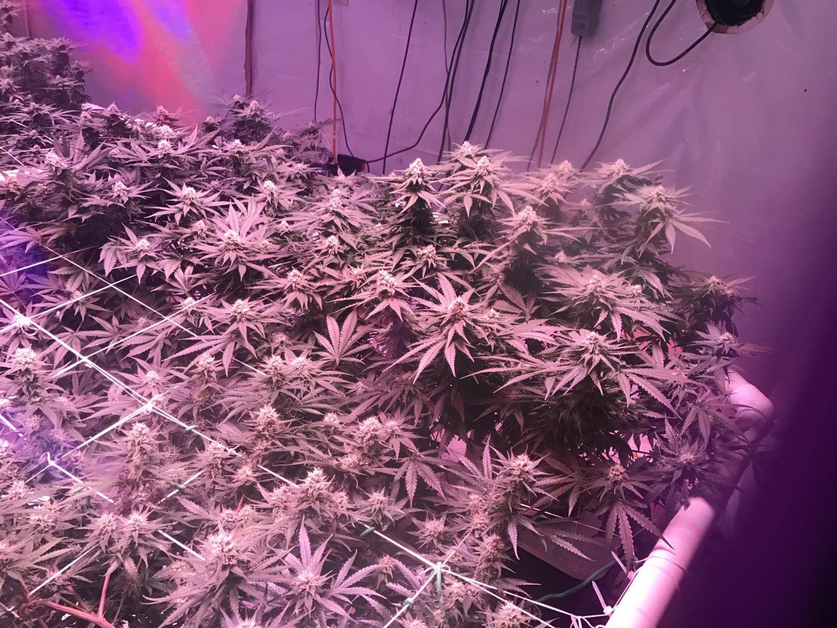 New to forum 4th grow with uc and 5500w kind led 4