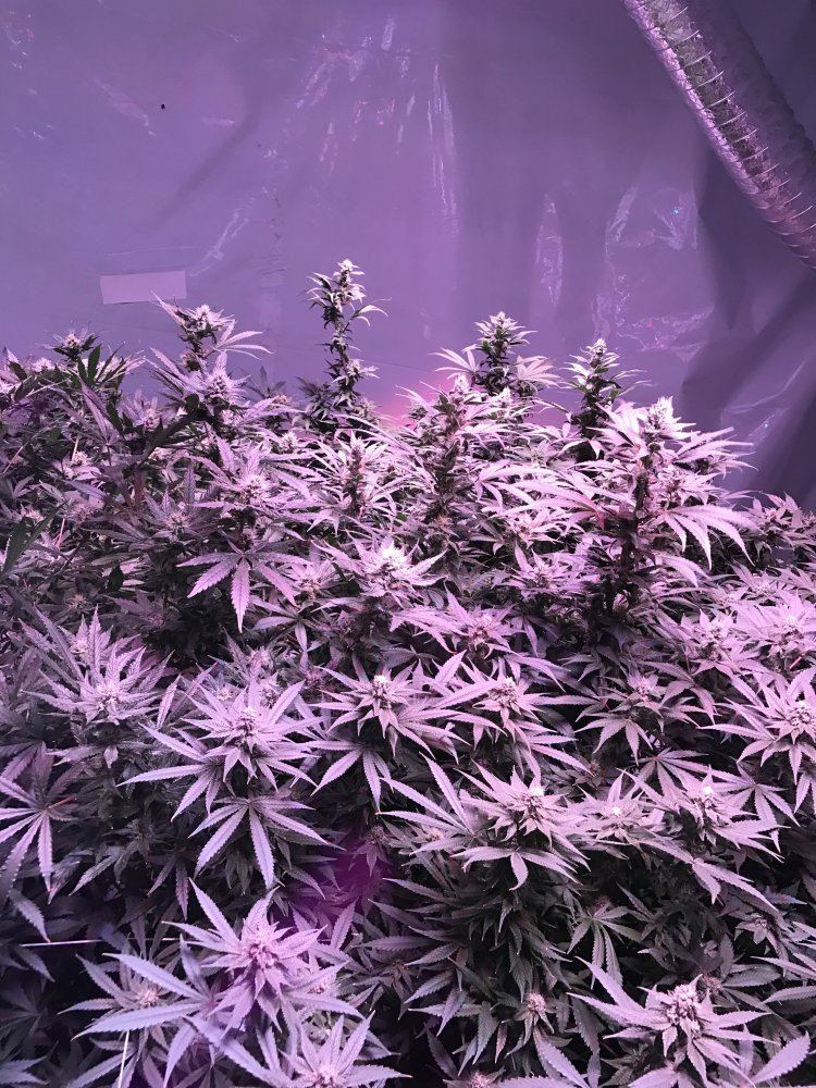 New to forum 4th grow with uc and 5500w kind led 5