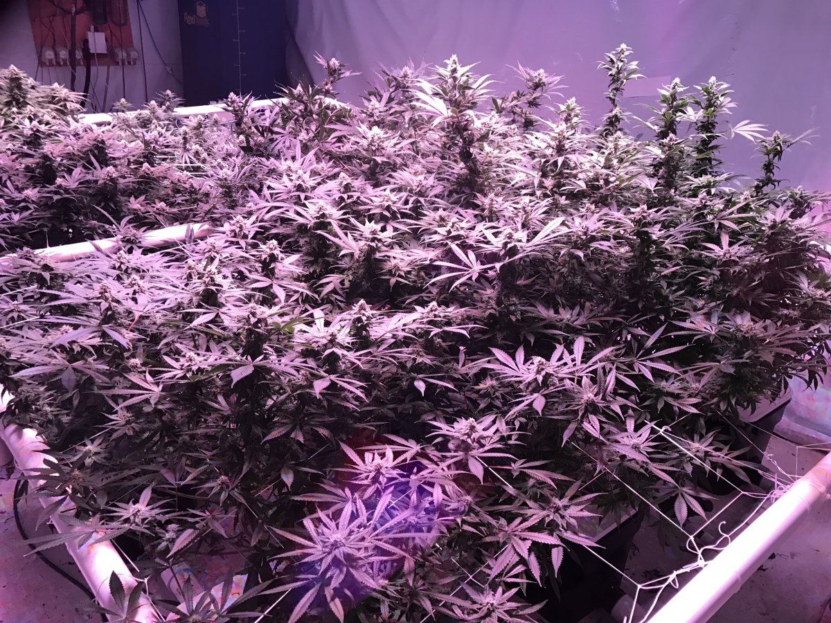 New to forum 4th grow with uc and 5500w kind led
