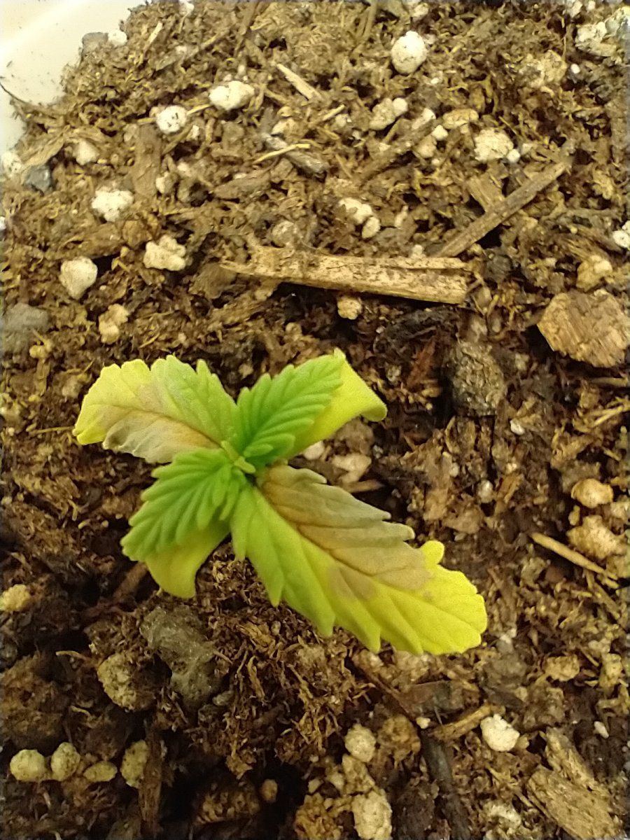 New to forum and need some help with seedling leaf issues 2