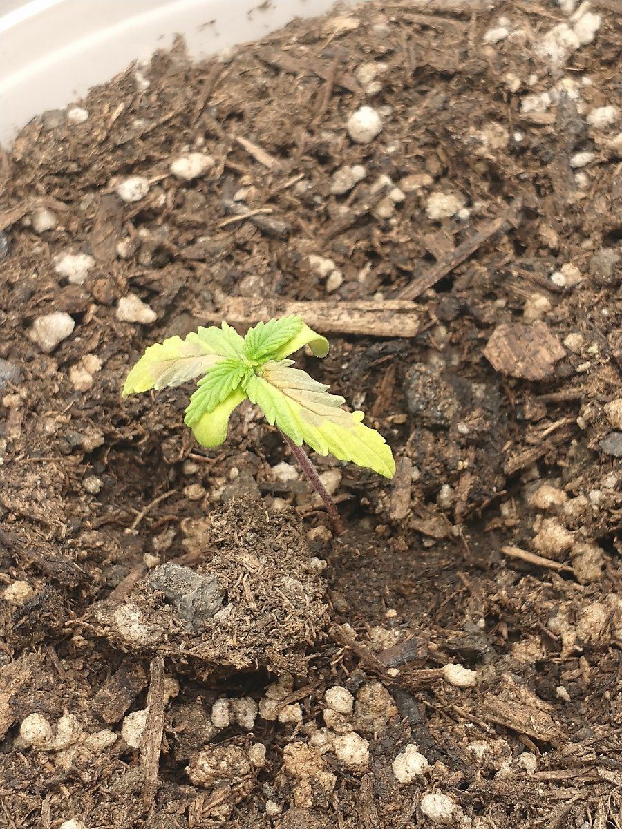 New to forum and need some help with seedling leaf issues 3
