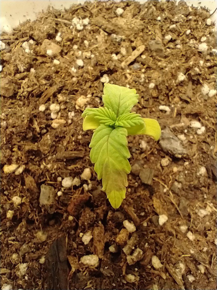 New to forum and need some help with seedling leaf issues
