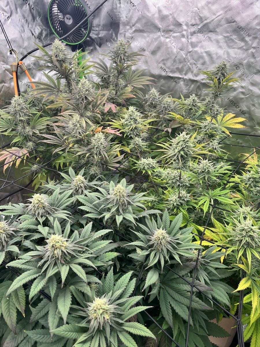 New to forum   first grow since 2001 2