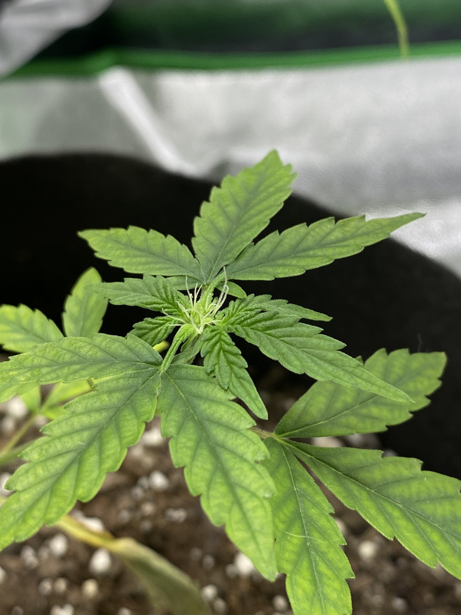 New to growing and need help 3