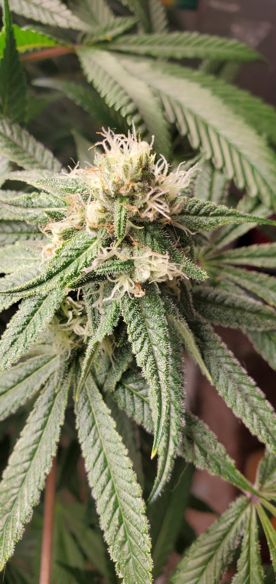 New to growing