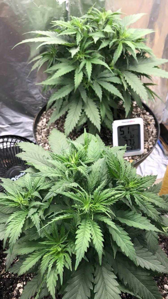 New to growing ok so far i guess 4 weeks in veg 3