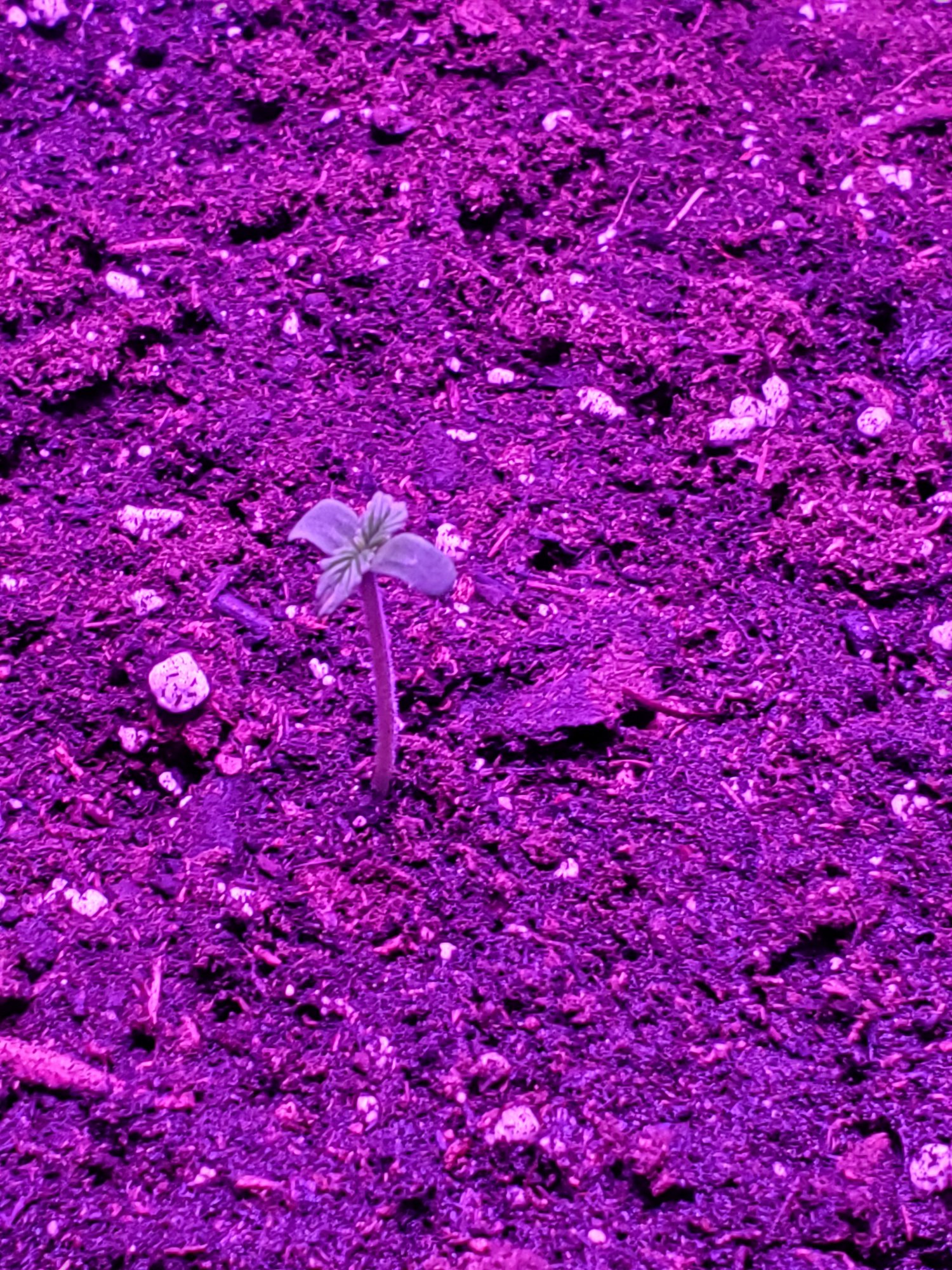 New to growing seed coat stayed on and i was unaware 3