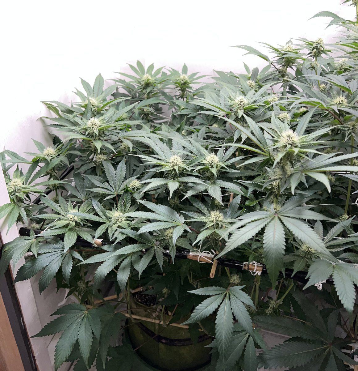 New to here 4