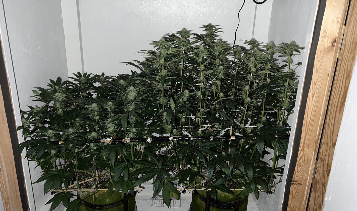 New to here 5