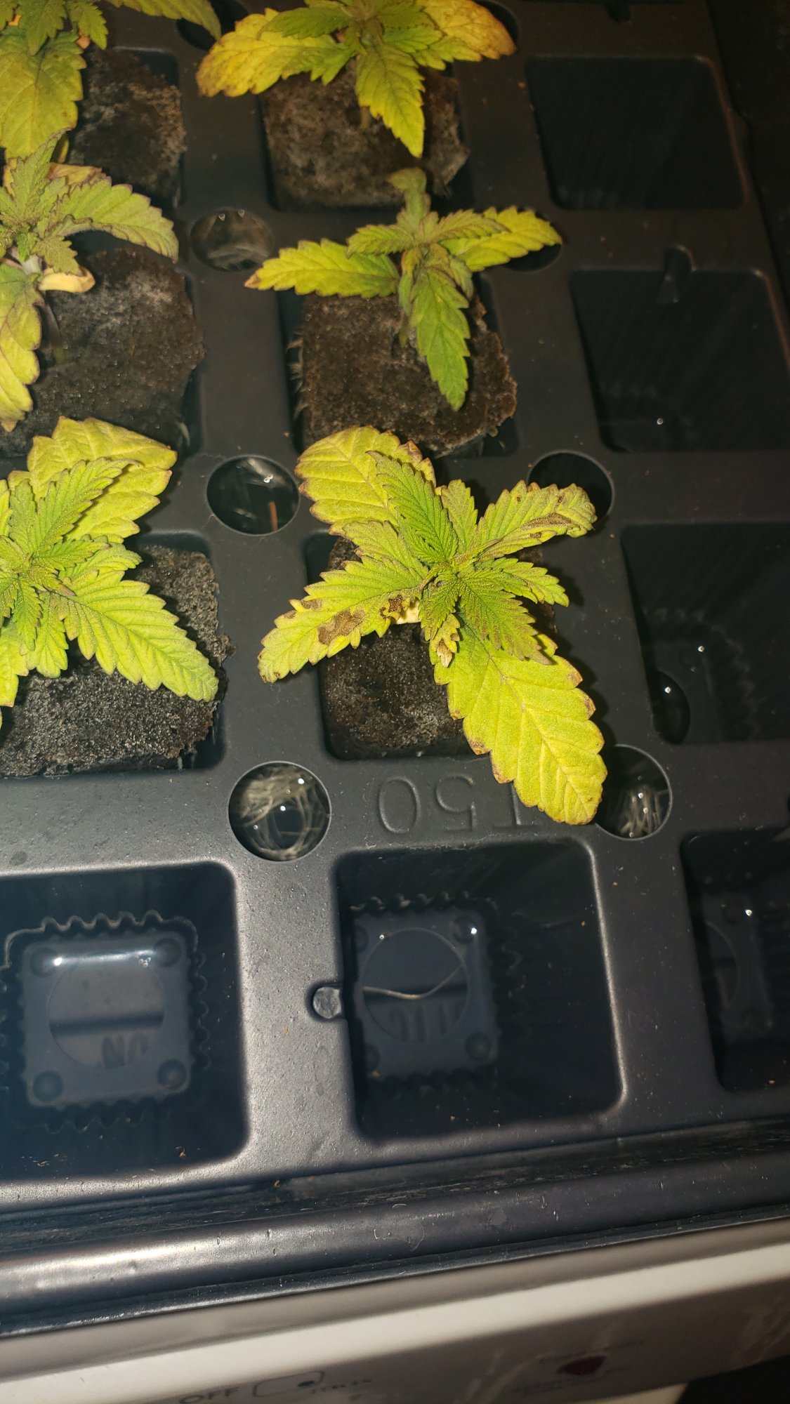 New to hydroponic farming needs help 2