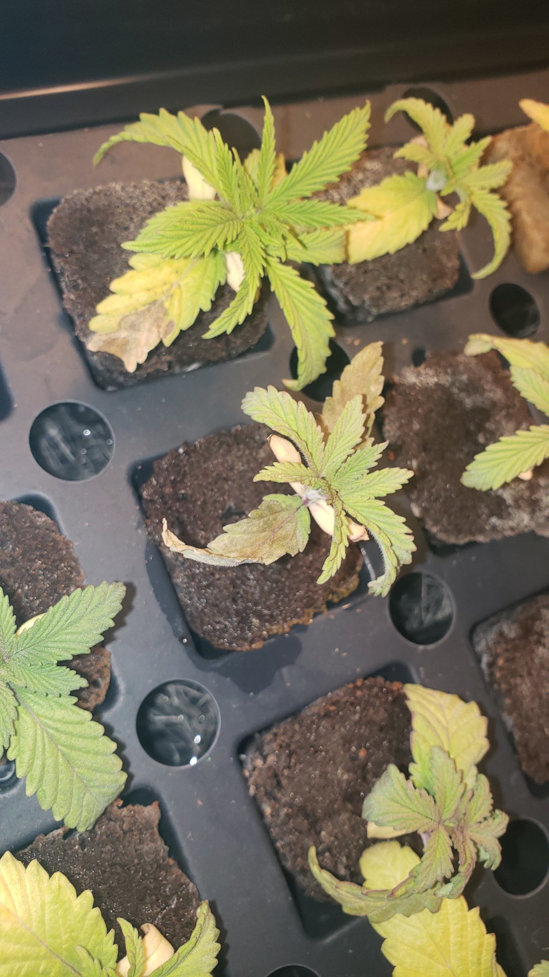 New to hydroponic farming needs help 3