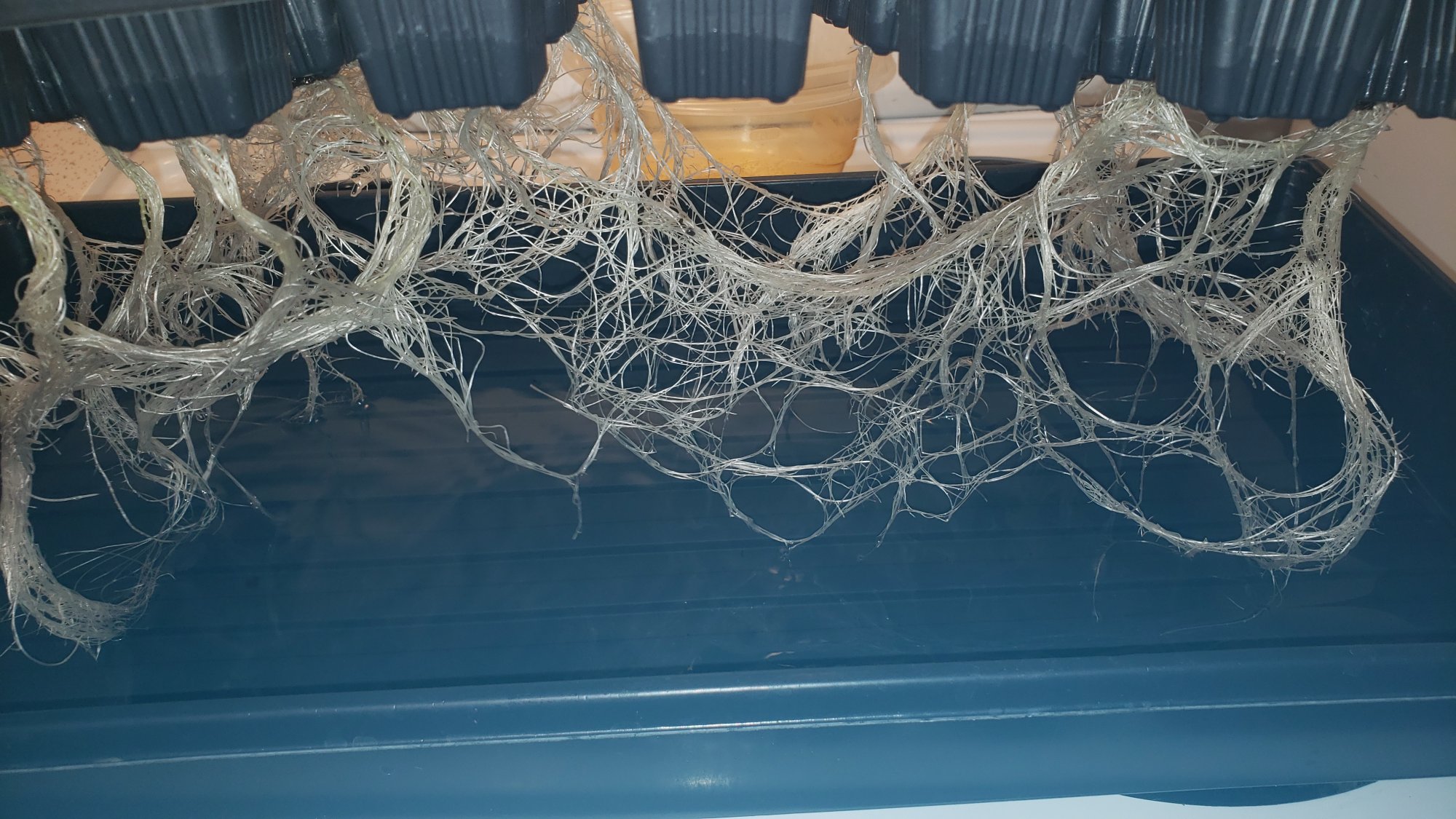 New to hydroponic farming needs help 4