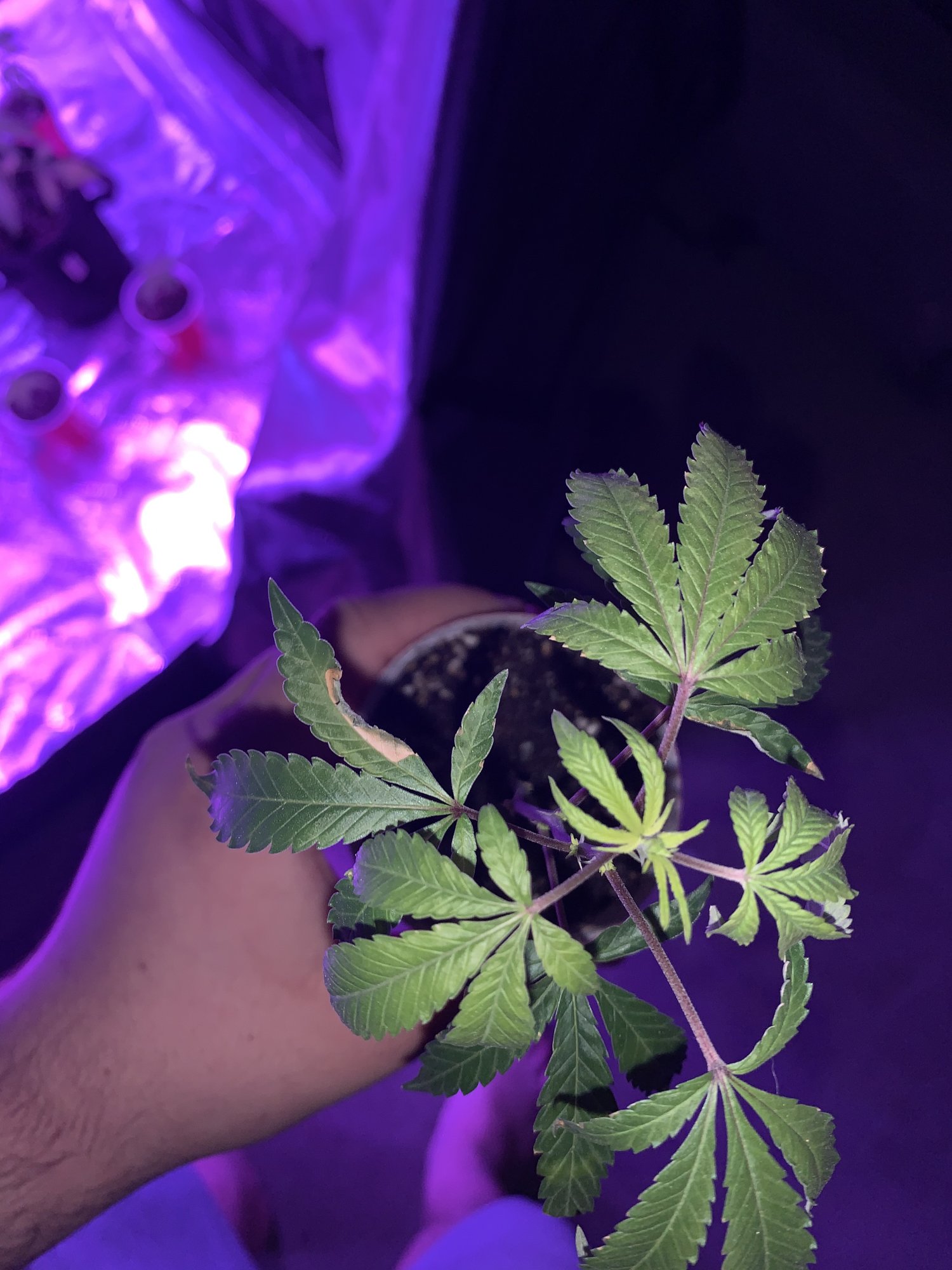 New to indoor growing and this is happening 2