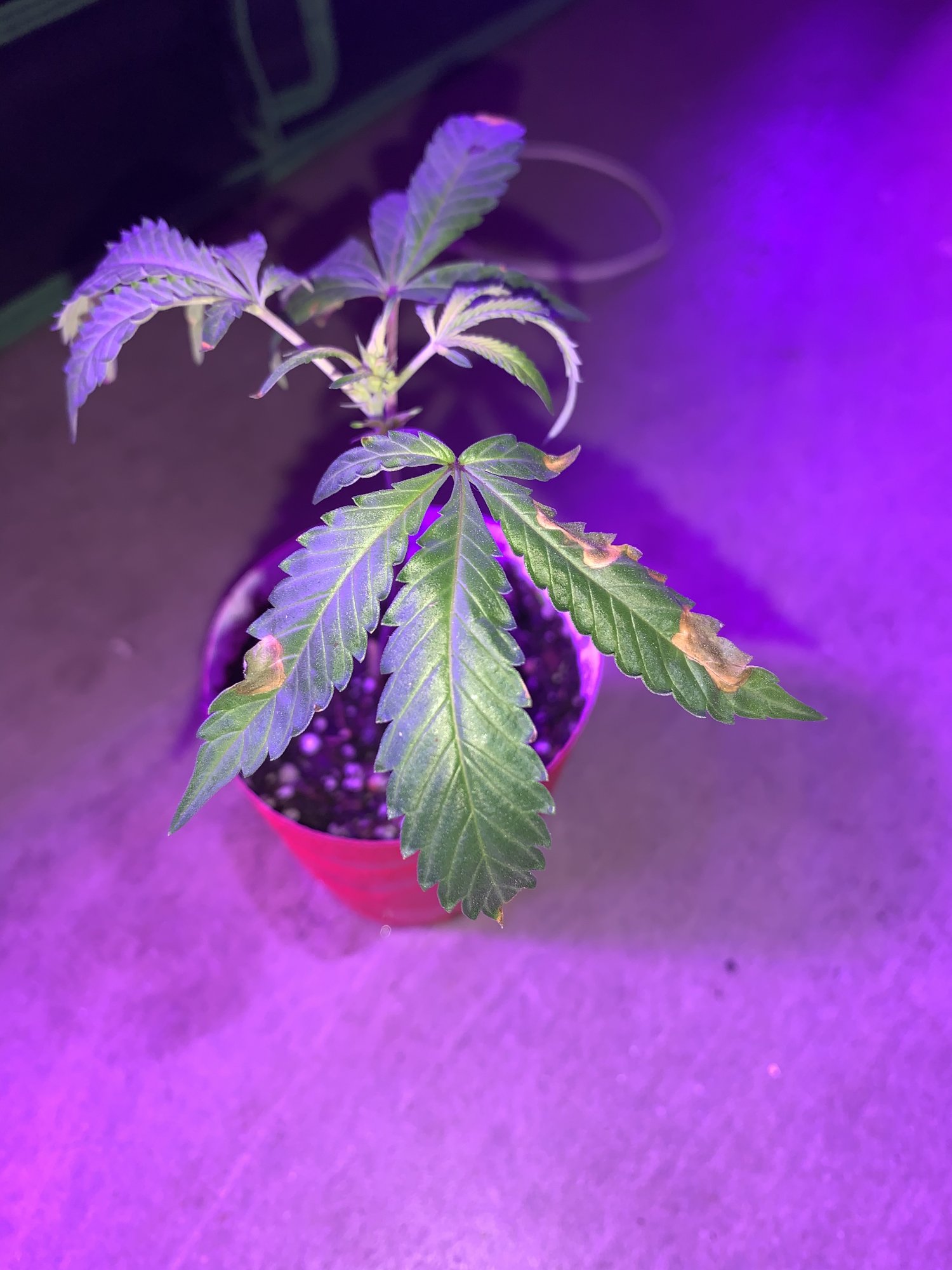 New to indoor growing and this is happening 3