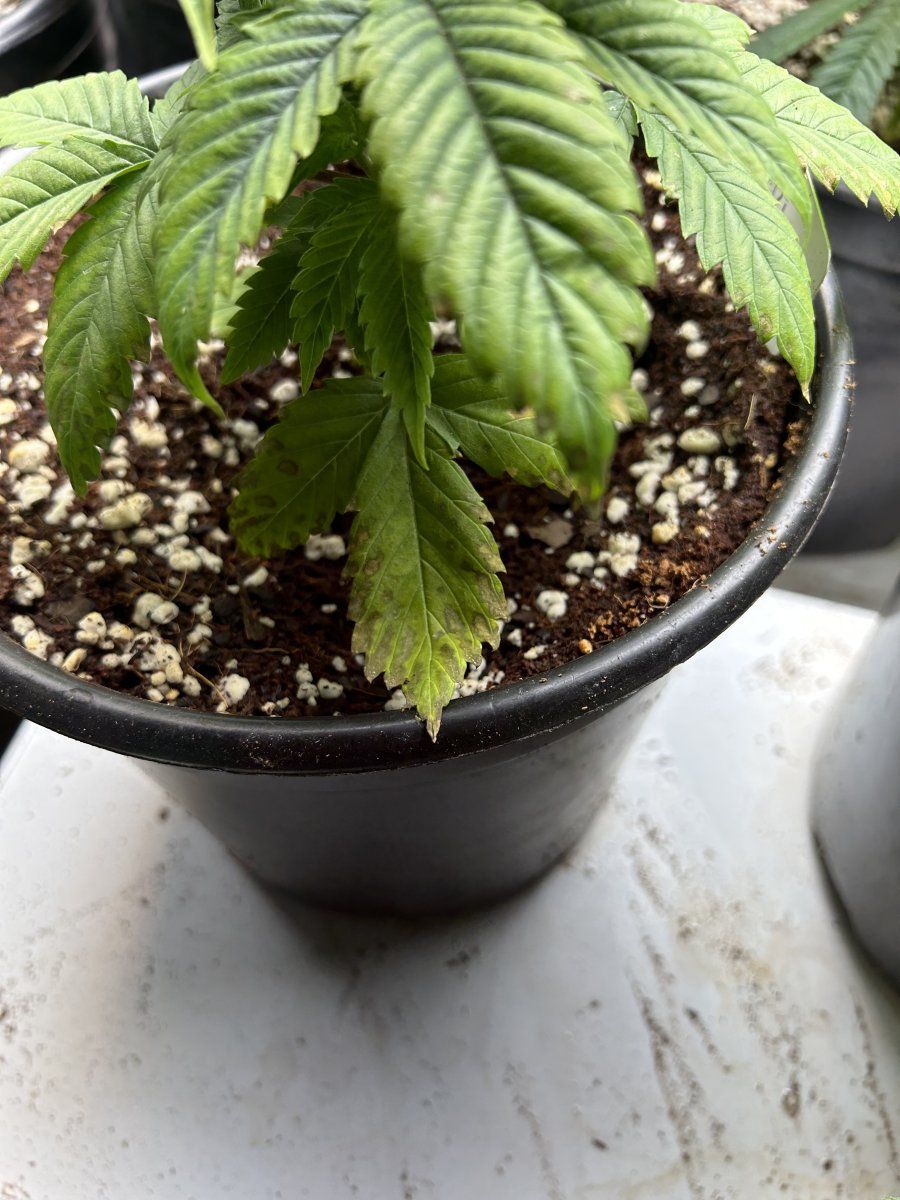 New to the forum have issues with some sick plants 2