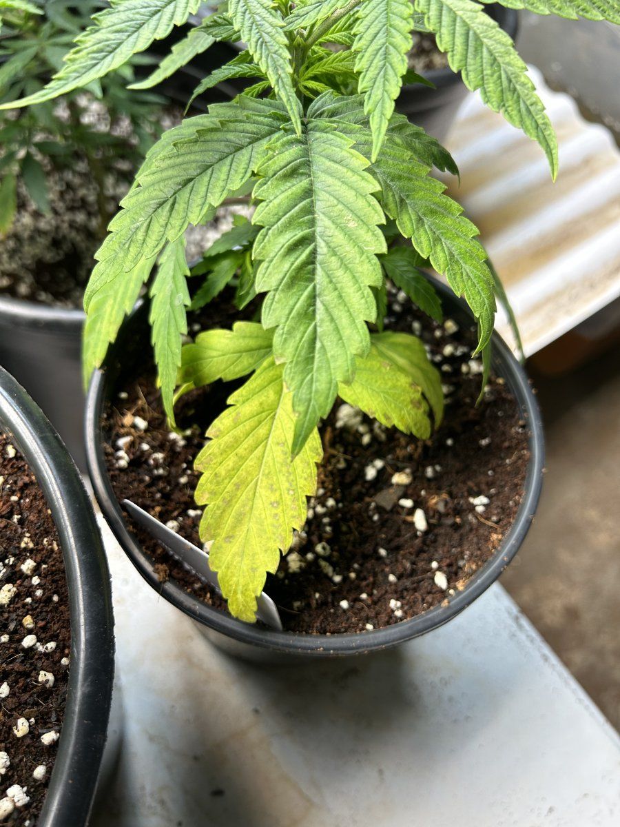 New to the forum have issues with some sick plants 3