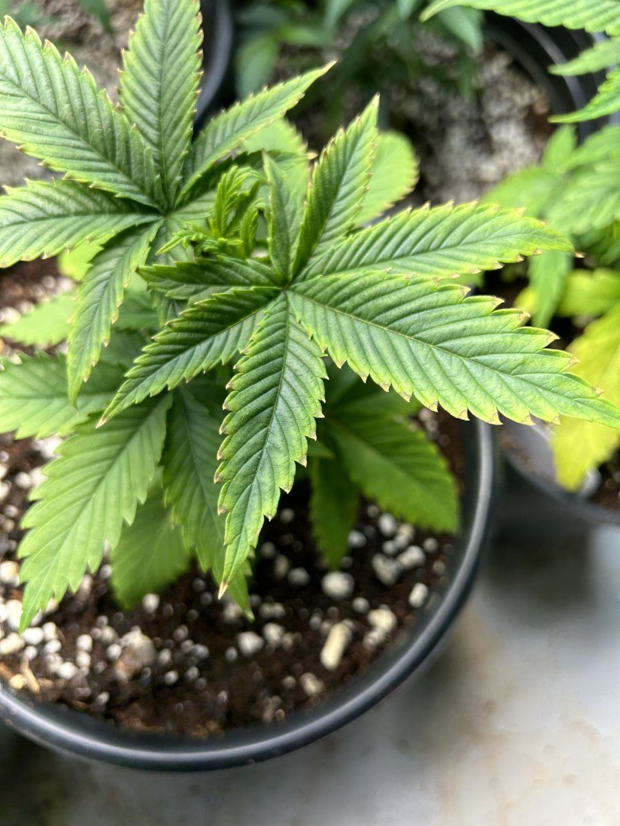 New to the forum have issues with some sick plants 4