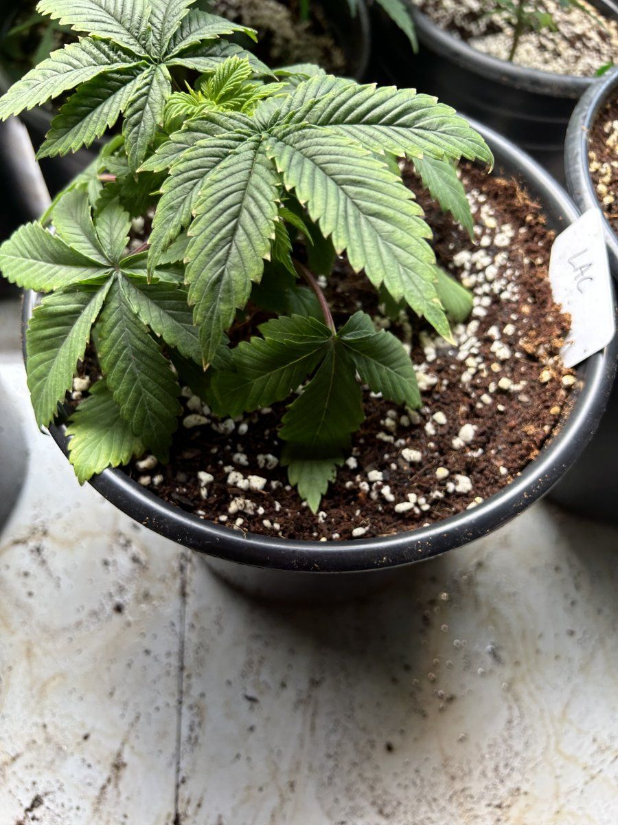 New to the forum have issues with some sick plants 5