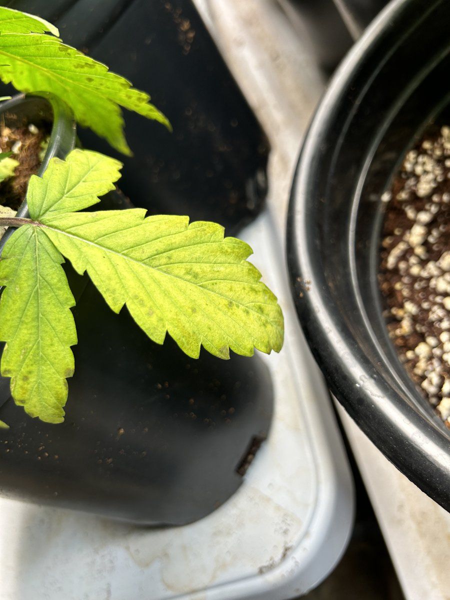 New to the forum have issues with some sick plants 6