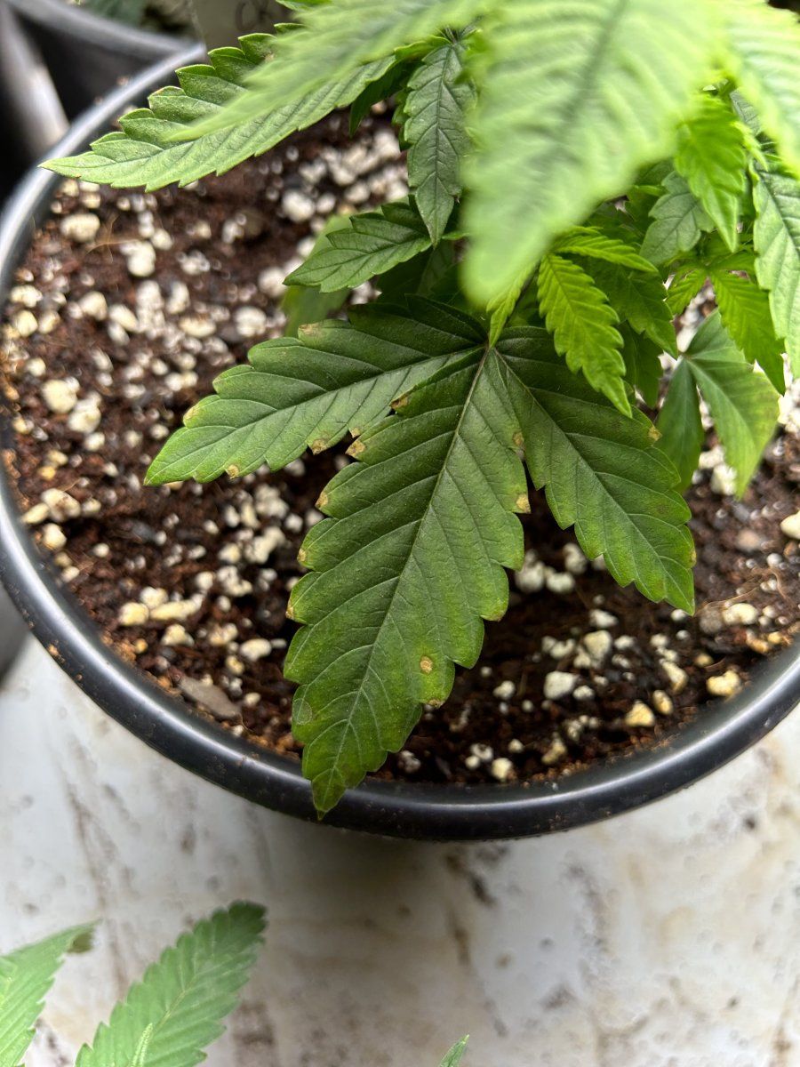 New to the forum have issues with some sick plants