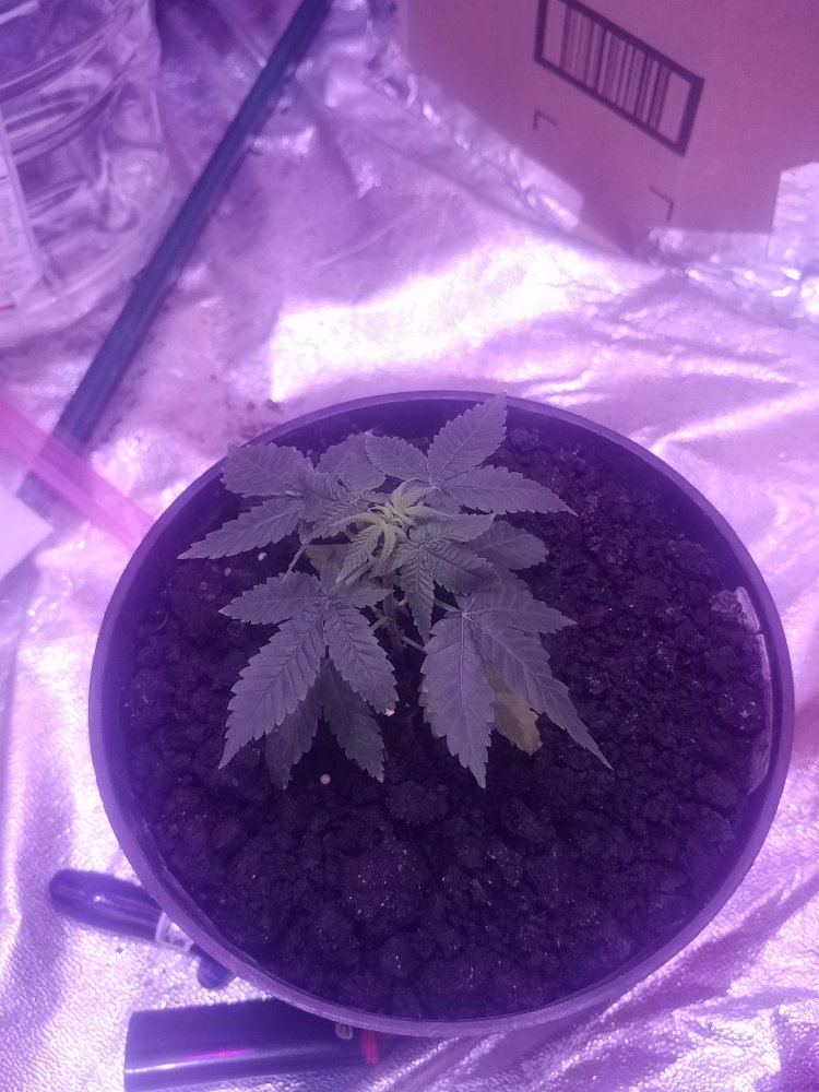 New to the forums gorilla glue and g13 grow