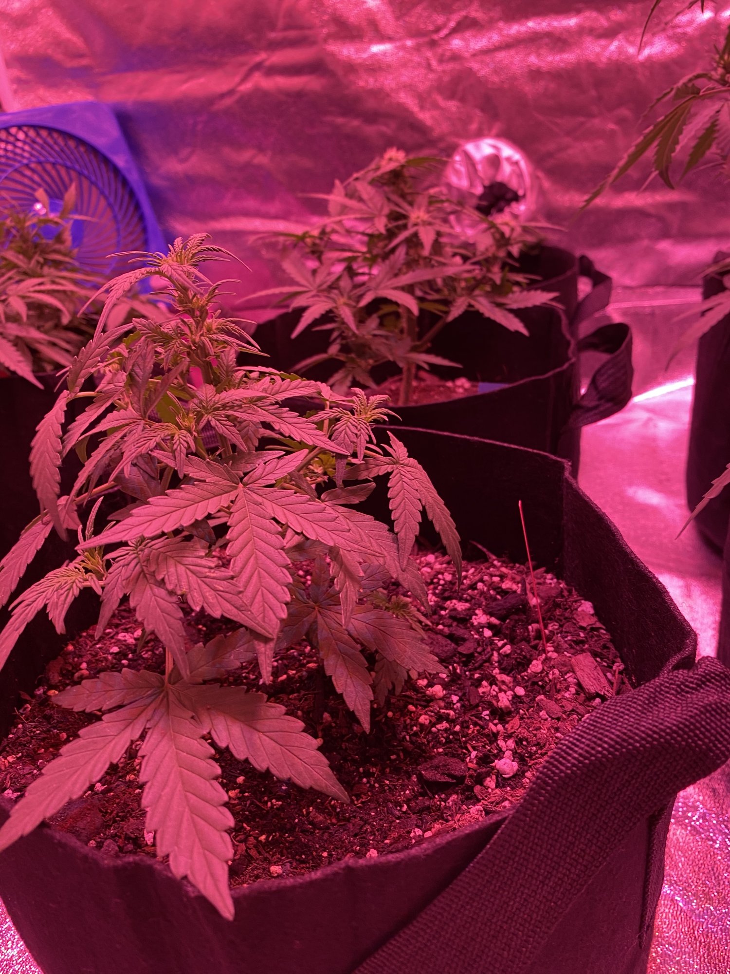 New to the growing world and need some advice 2