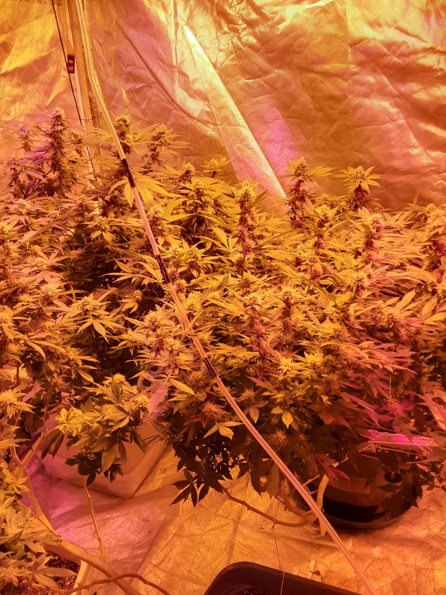 New to the site veteran grower30yearsso calie here to learn  share  learn morepositive mental 