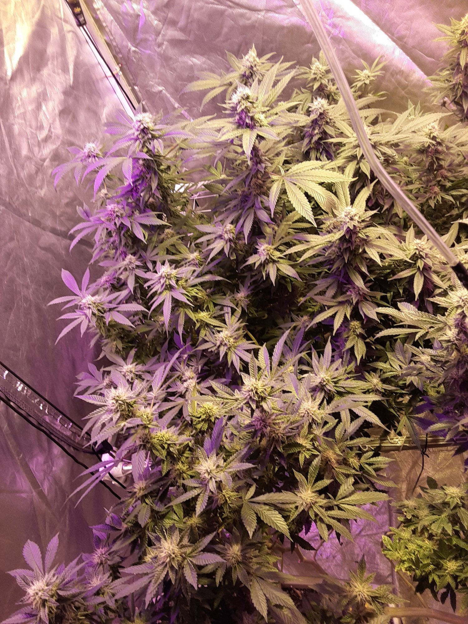 New to the site veteran grower30yearsso calie here to learn  share  learn morepositive mental 