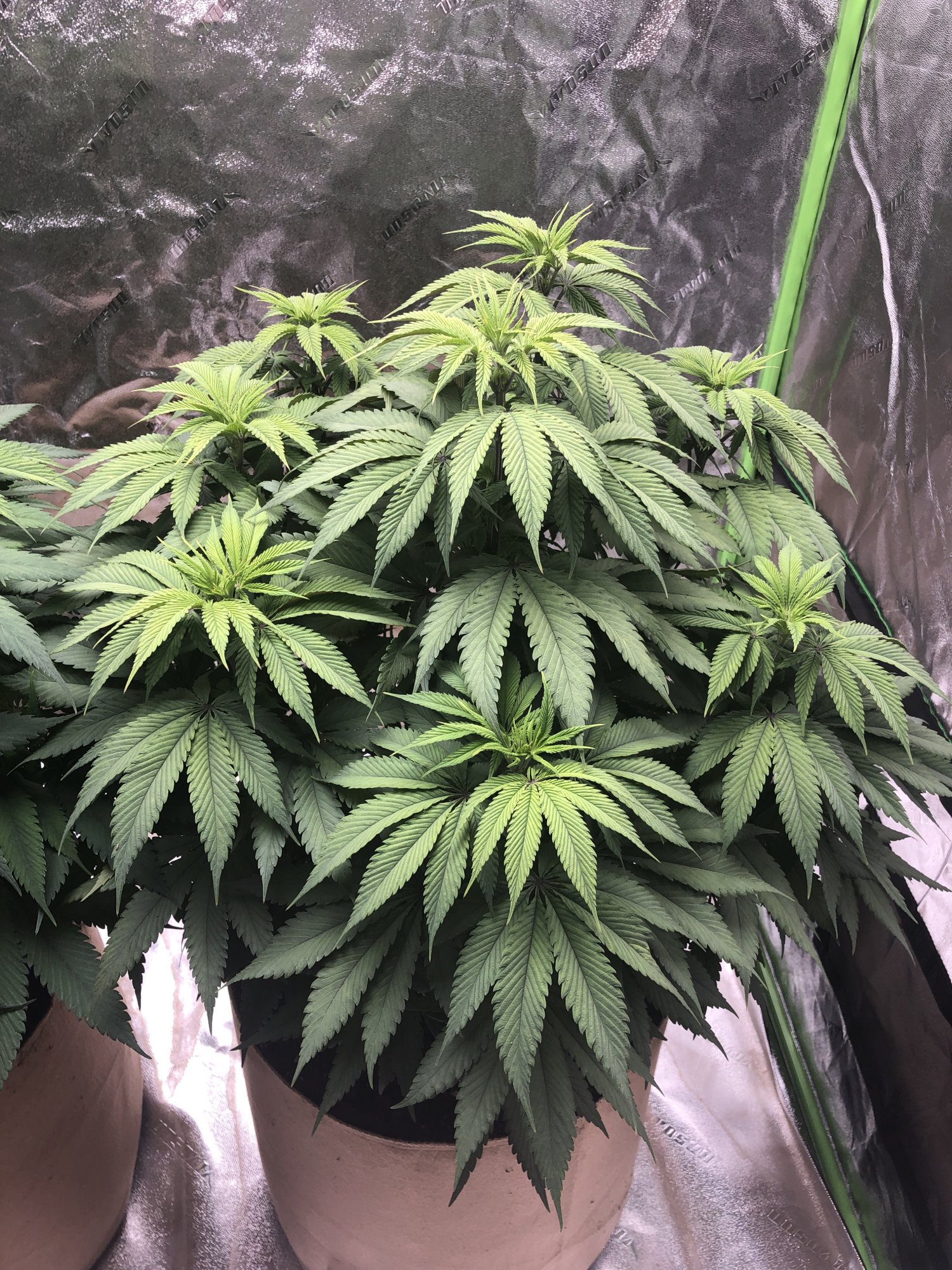 New to this forum and a first time weed grower need some advice and i have a few questions and