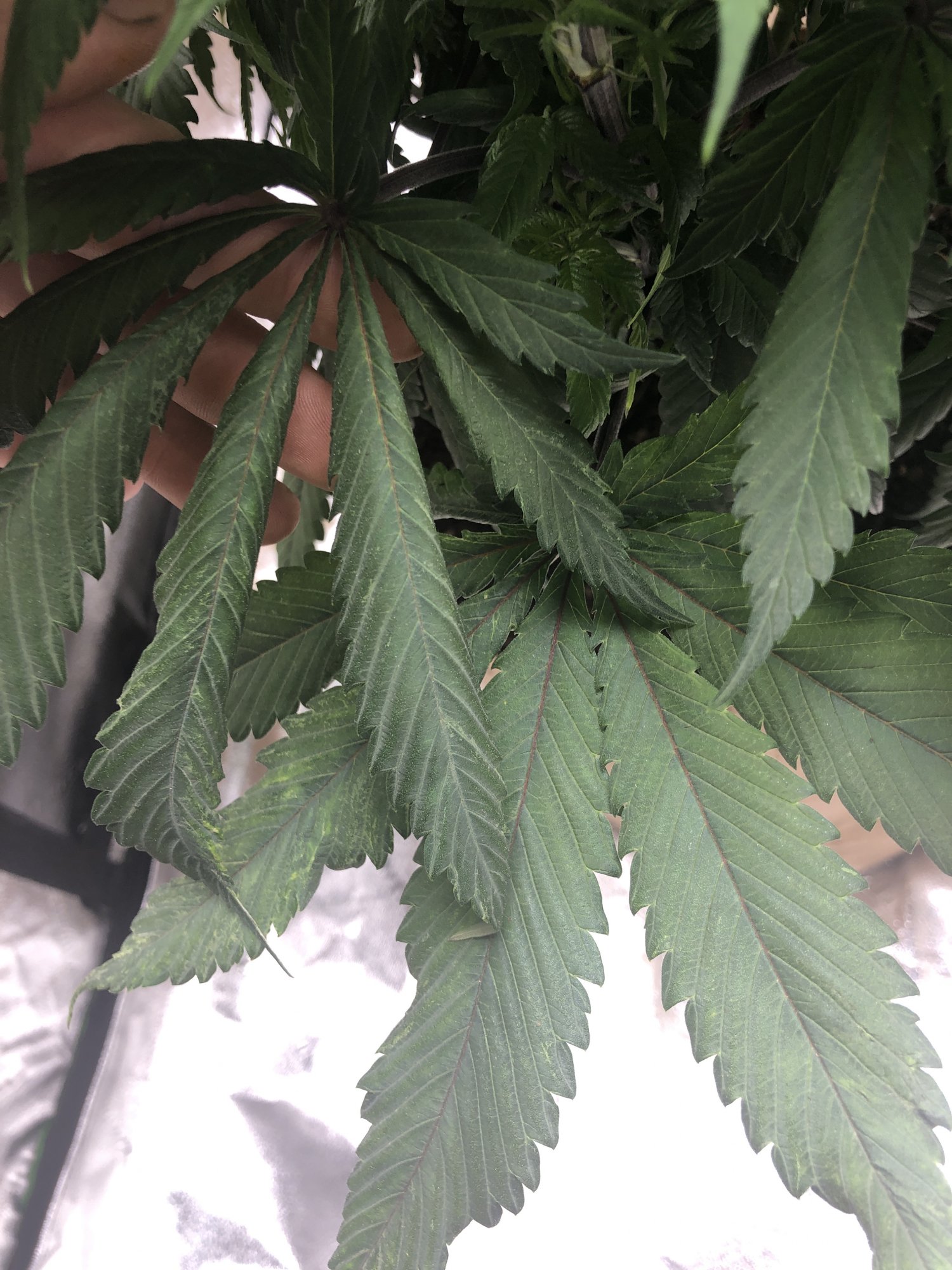 New to this forum and a first time weed grower need some advice and i have a few questions and
