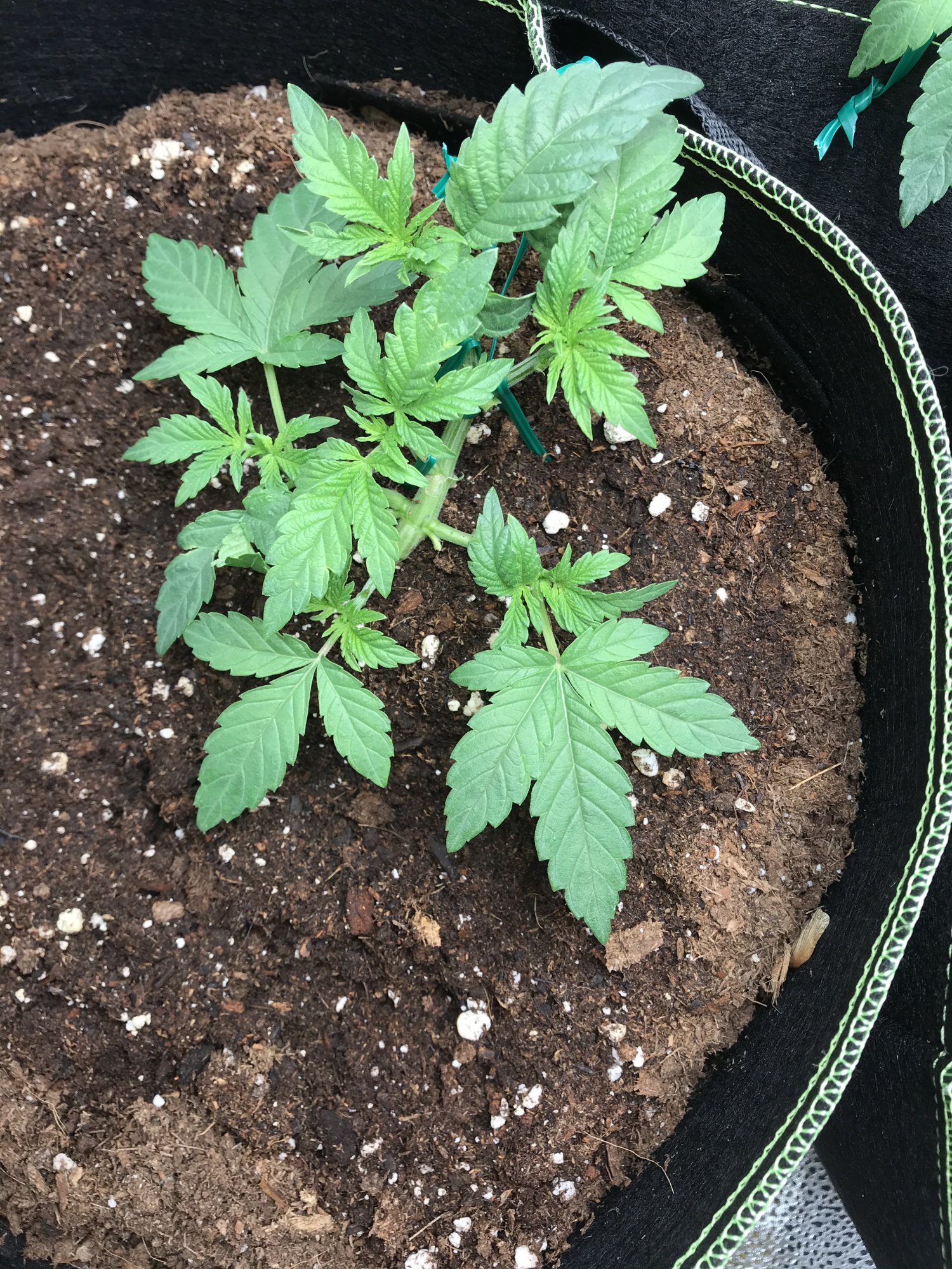 New to this forum and indoor growing any help would be much appreciated pictures in thread 3