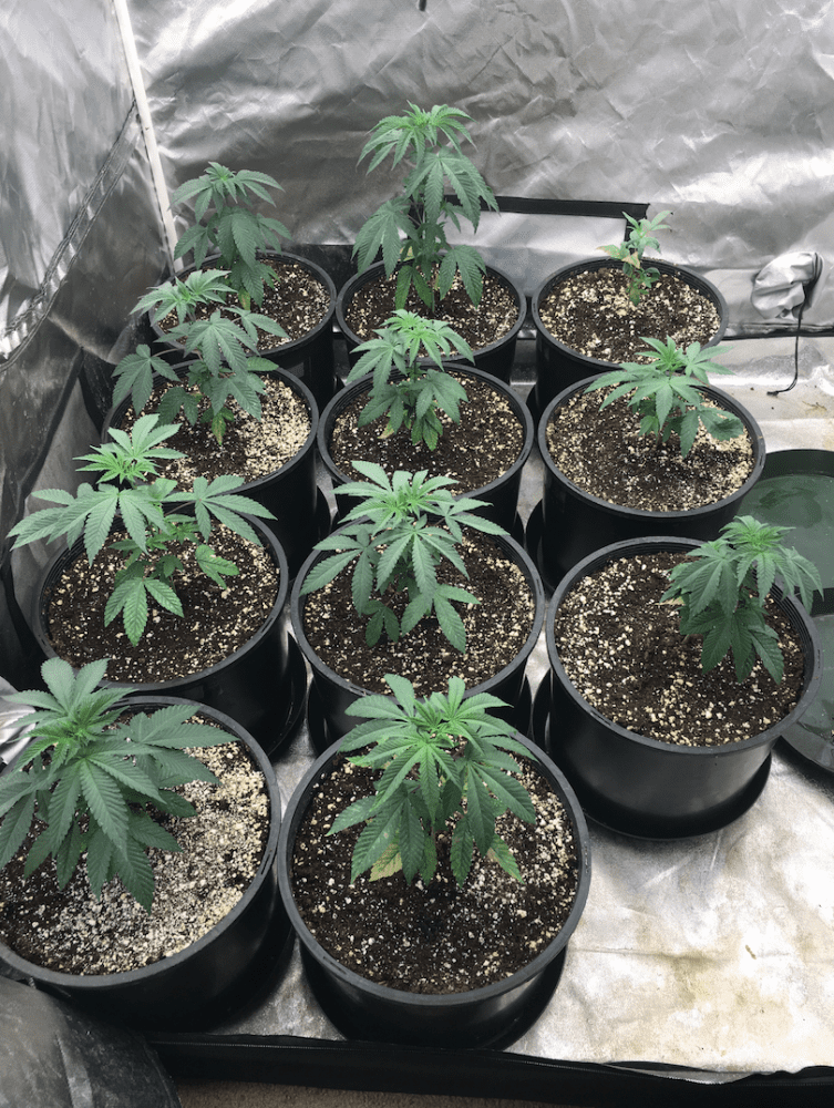 New veg