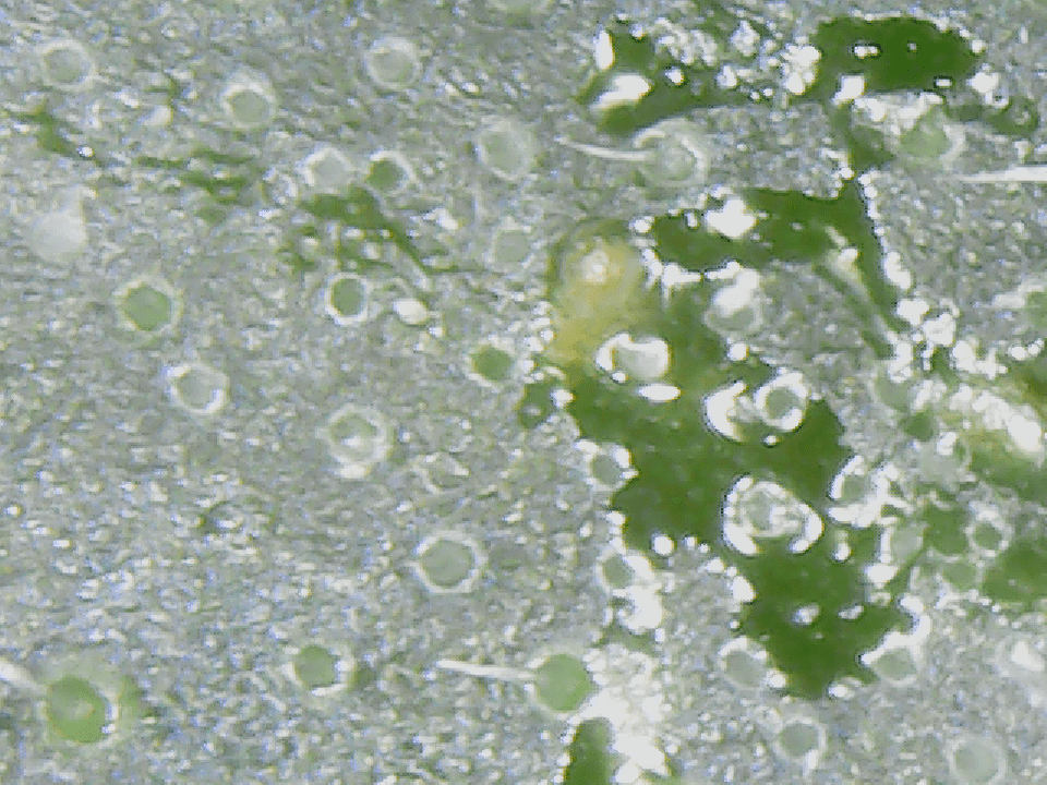 New  x30   x1000 microscope   what is this 3