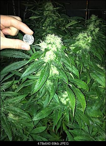 New37day