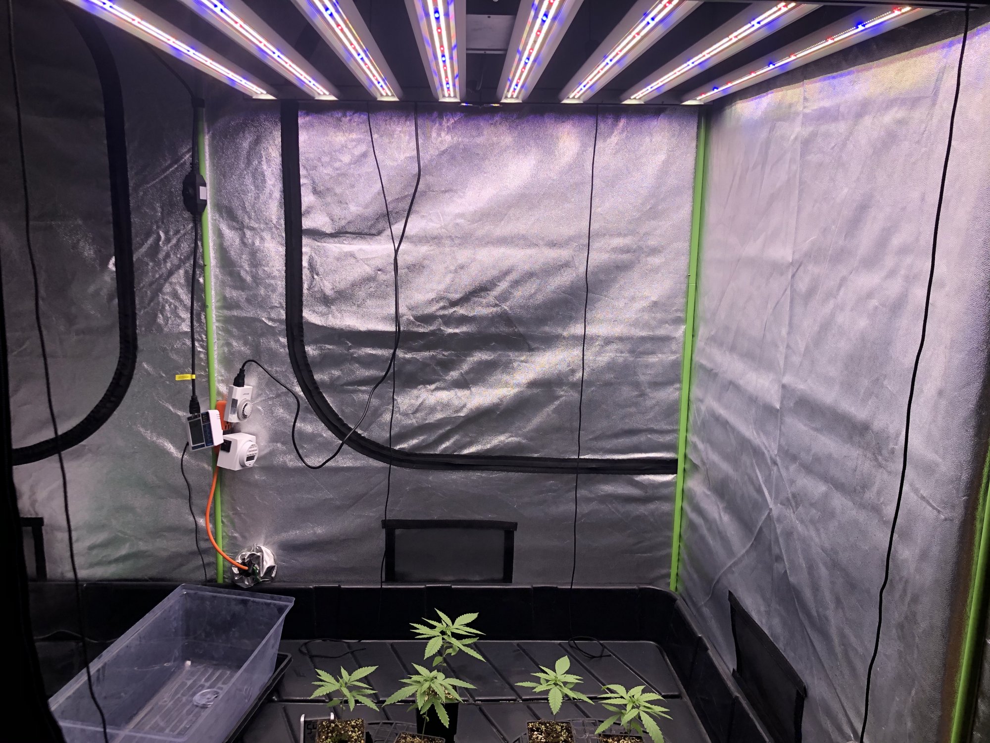Newb on 3rd grow 10