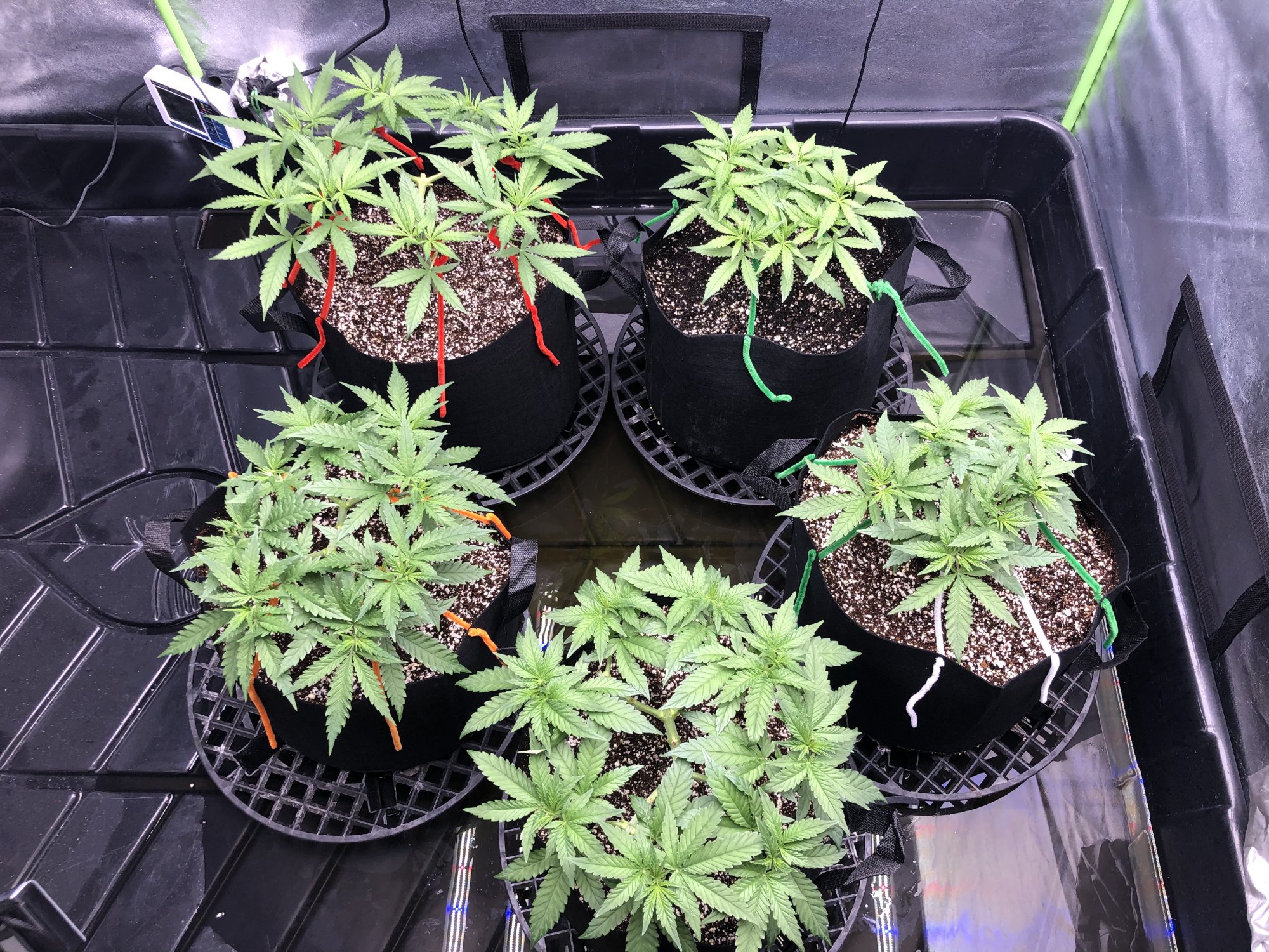 Newb on 3rd grow 11